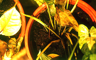 �X�G���̯f