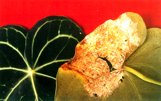 �긭����ոh�f