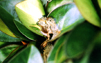 ���Q�ԯ�ոh�f