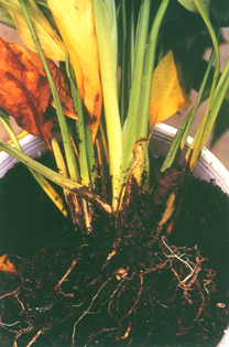 ���b���ڻG�f