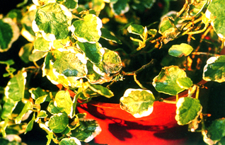 ��������߬\�f