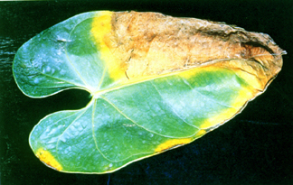 ���b��ӵߩʸ��\�f