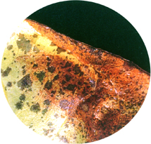 ���b��ӵߩʸ��\�f���I�������f��