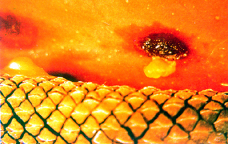 ���b��ӵߩʸ��\�f�b��K�c�W�Φ����w���f��