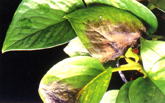 �������̯f