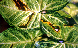 �X�G���ӵߩʸ��\�f