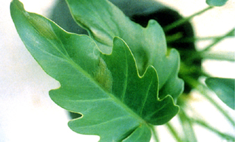 ���񵳲ӵߩʳn�G�f