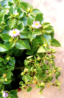 ���گ�C�\�f