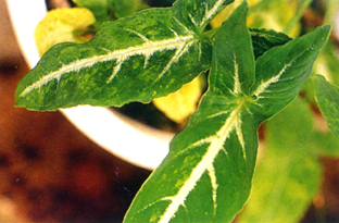 �X�G���f�r�f