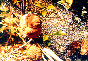 �_��ӵߩ����~�f(�\�q�f����)