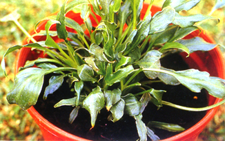 ���Q�h�f�r�f