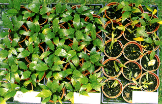 �]����r����b���ڻG�f�����v�ĪG