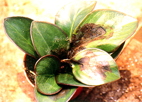 ���Q�ԯ�̯f