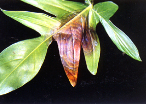 �x�����񵳬̯f