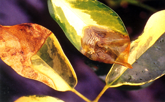 �Z�x�ì��j�f