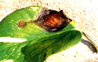 ���������j�f