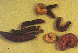 ���渭���U�ؤ��P��⤧����