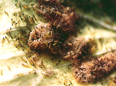 �ׯ��]�s���α`�s����อ�W�M�`�S�ٱ_��