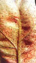 �X���H�λP�����P�ɦM�`�P�ͪ����}