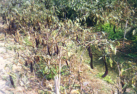 �X�l�C�\�f