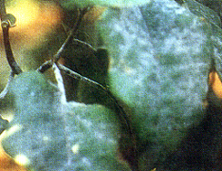 �X�l�կ��f