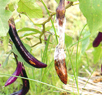 �X�l�G��̯f