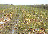 �ȸ�������ʥФ��M�`