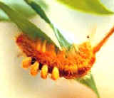 �[���Ӫ��f��1