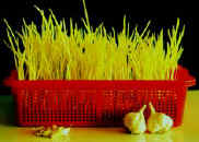 �[��1.JPG (11149 bytes)