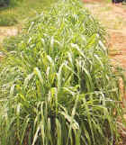 �@�a�Ӫ��Χ��ק@���ش�