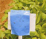 �f�ή`���v