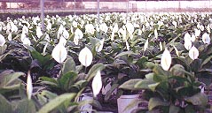 ���b�����