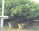 ��ӥΪ��e��