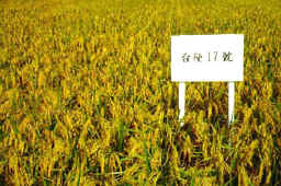 27-2c.JPG (37138 bytes)