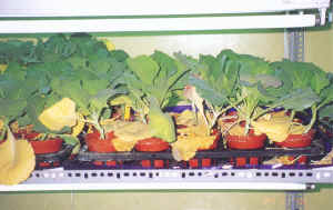 27-4a.JPG (72016 bytes)