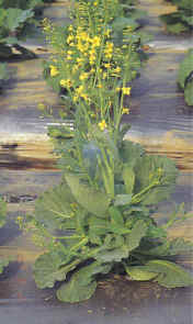 27-4b.JPG (51237 bytes)