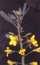 27-4c.JPG (20004 bytes)