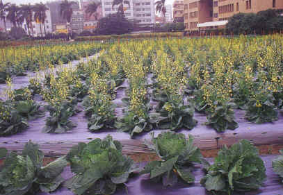 27-4d.JPG (321111 bytes)