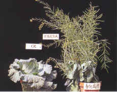 27-4f.JPG (81182 bytes)