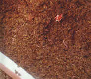 27-5f.jpg (57646 bytes)