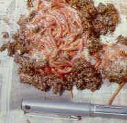 27-5g.jpg (43887 bytes)