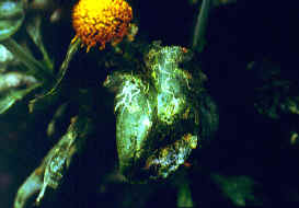 �]�I�������4.JPG (158480 bytes)