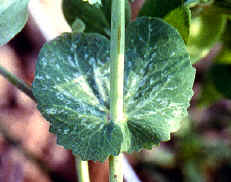 �]�I�������14.JPG (129945 bytes)