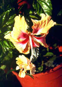 �߮��1.JPG (192425 bytes)