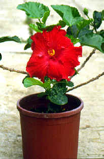 �߮��4.JPG (187570 bytes)