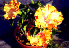 �߮��2.JPG (185702 bytes)