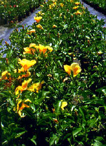 �߮��5.JPG (235484 bytes)