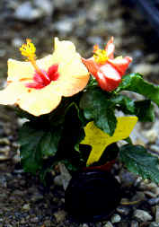 �߮��6.JPG (170913 bytes)