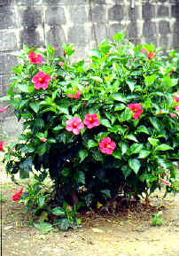 �߮��7.JPG (244676 bytes)