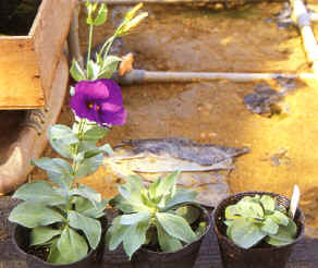 29-4a.jpg (283412 bytes)